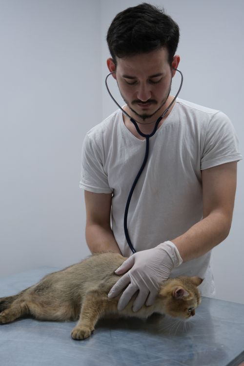 img/veterinario